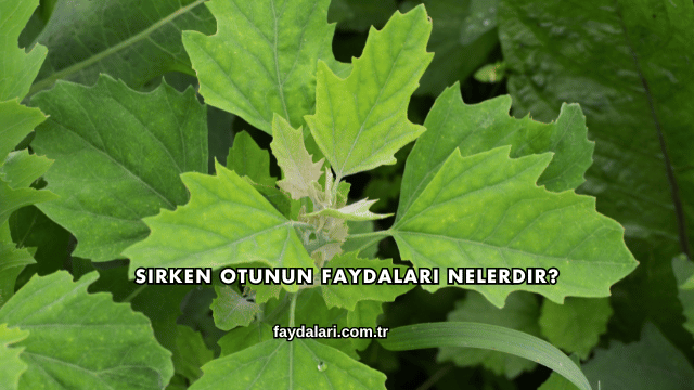 Sirken Otunun Faydaları Nelerdir?