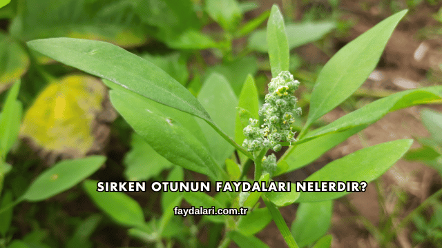 Sirken Otunun Faydaları Nelerdir?