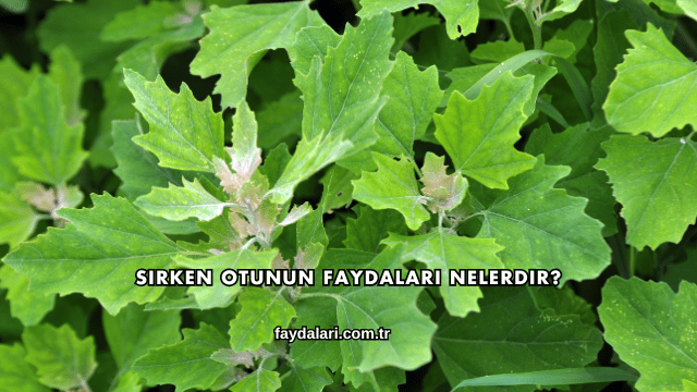 Sirken Otunun Faydaları Nelerdir?