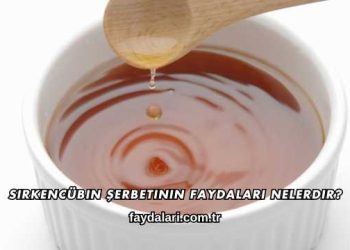 Sirkencübin Şerbetinin Faydaları Nelerdir?