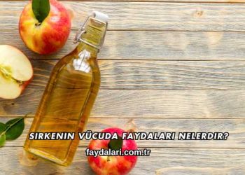 Sirkenin Vücuda Faydaları Nelerdir?