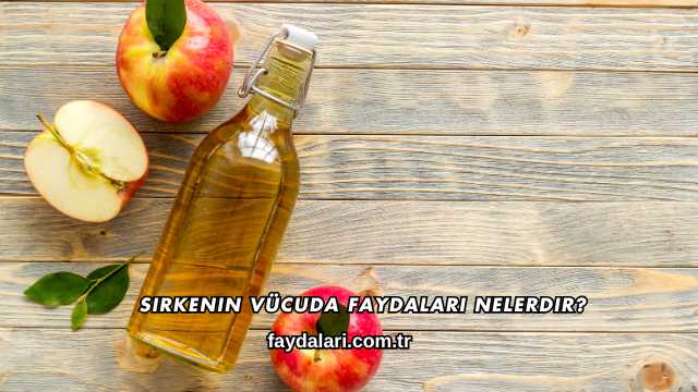 Sirkenin Vücuda Faydaları Nelerdir?