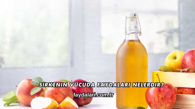 Sirkenin Vücuda Faydaları Nelerdir?