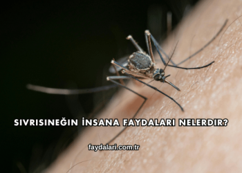Sivrisineğin İnsana Faydaları Nelerdir?
