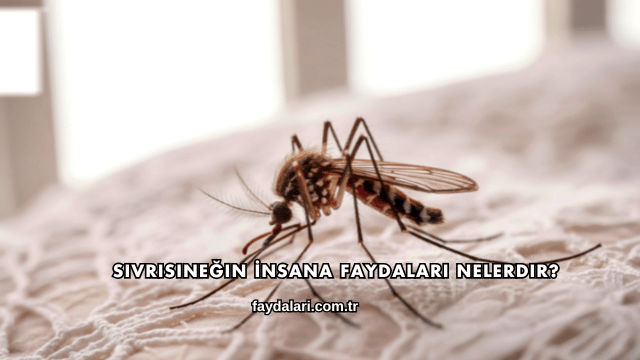 Sivrisineğin İnsana Faydaları Nelerdir?