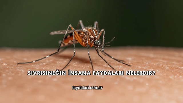 Sivrisineğin İnsana Faydaları Nelerdir?