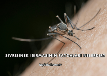 Sivrisinek Isırmasının Faydaları Nelerdir?