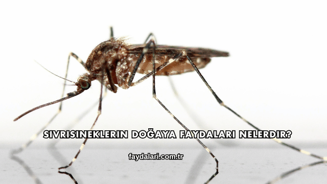 Sivrisineklerin Doğaya Faydaları Nelerdir?