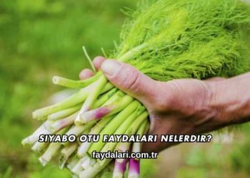 Siyabo Otu Faydaları Nelerdir?