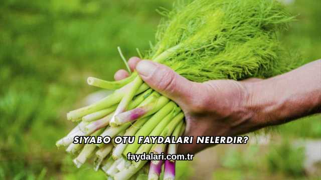 Siyabo Otu Faydaları Nelerdir?
