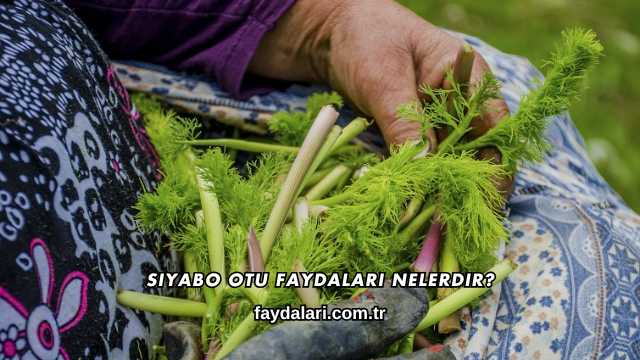 Siyabo Otu Faydaları Nelerdir?