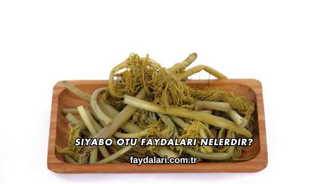 Siyabo Otu Faydaları Nelerdir?