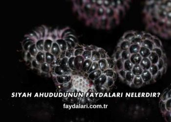 Siyah Ahududunun Faydaları Nelerdir?