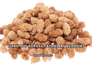 Siyah Dut Kurusu Faydaları Nelerdir?