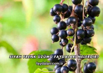 Siyah Frenk Üzümü Faydaları Nelerdir?