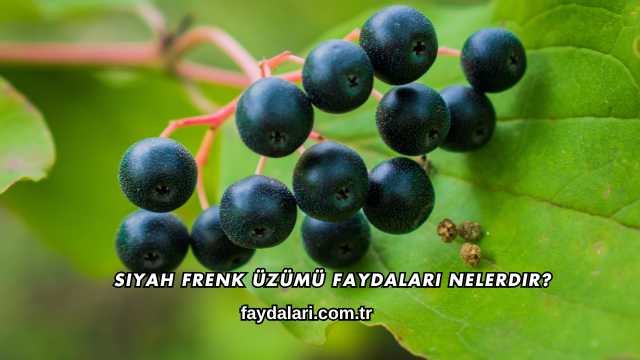 Siyah Frenk Üzümü Faydaları Nelerdir?