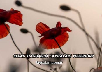 Siyah Haşhaşın Faydaları Nelerdir?