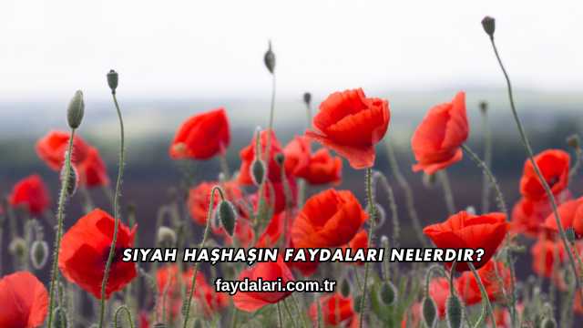 Siyah Haşhaşın Faydaları Nelerdir?