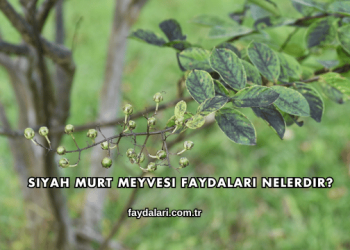 Siyah Murt Meyvesi Faydaları Nelerdir?