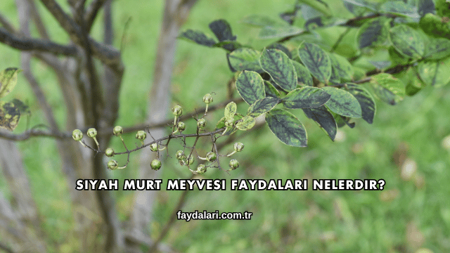 Siyah Murt Meyvesi Faydaları Nelerdir?