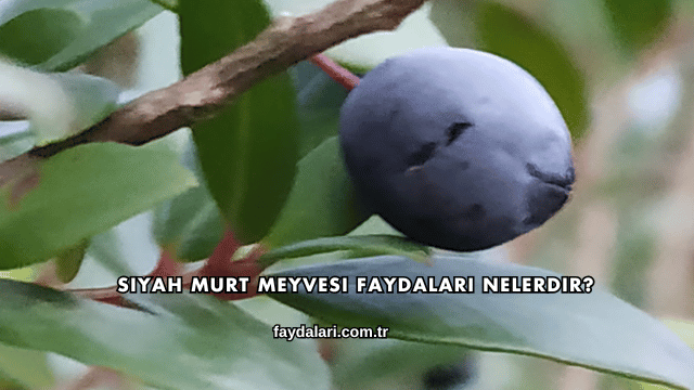 Siyah Murt Meyvesi Faydaları Nelerdir?