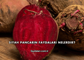 Siyah Pancarın Faydaları Nelerdir?