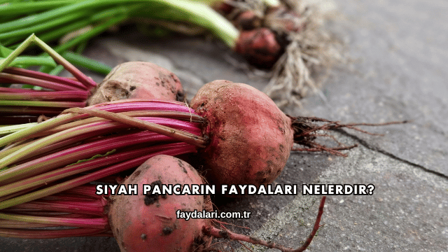 Siyah Pancarın Faydaları Nelerdir?