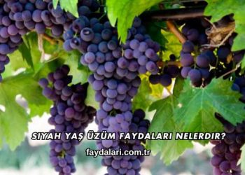 Siyah Yaş Üzüm Faydaları Nelerdir?