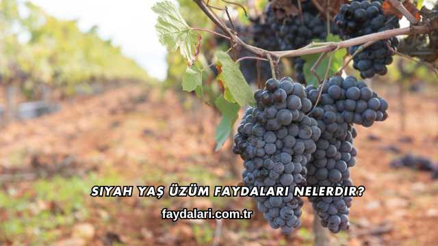 Siyah Yaş Üzüm Faydaları Nelerdir?