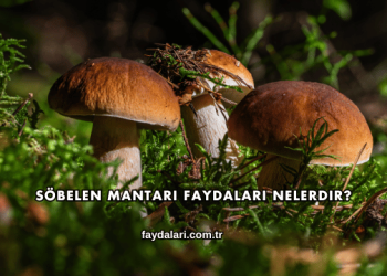 Söbelen Mantarı Faydaları Nelerdir?