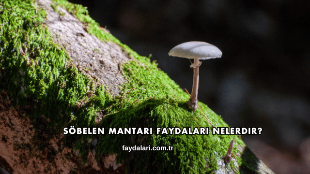 Söbelen Mantarı Faydaları Nelerdir?