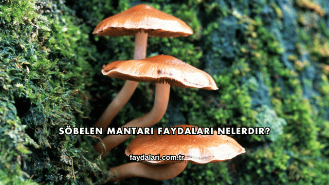 Söbelen Mantarı Faydaları Nelerdir?