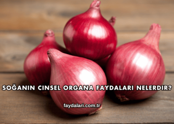 Soğanın Cinsel Organa Faydaları Nelerdir?