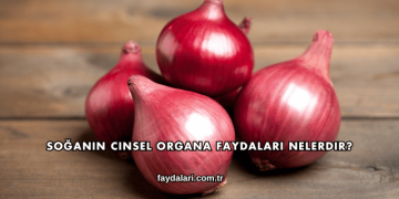 Soğanın Cinsel Organa Faydaları Nelerdir?