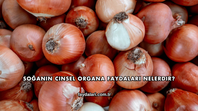 Soğanın Cinsel Organa Faydaları Nelerdir?