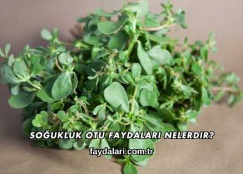 Soğukluk Otu Faydaları Nelerdir?