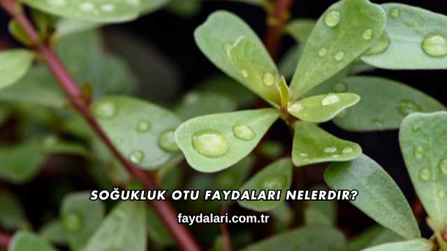 Soğukluk Otu Faydaları Nelerdir?