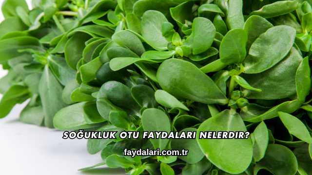 Soğukluk Otu Faydaları Nelerdir?