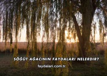 Söğüt Ağacının Faydaları Nelerdir?