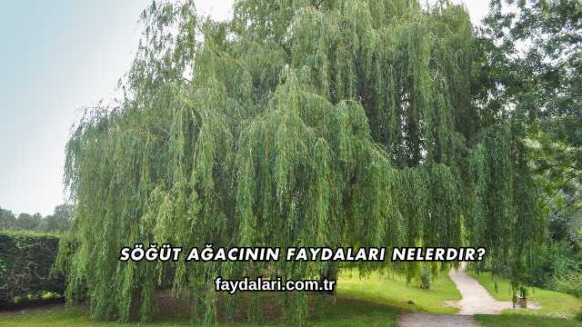 Söğüt Ağacının Faydaları Nelerdir?