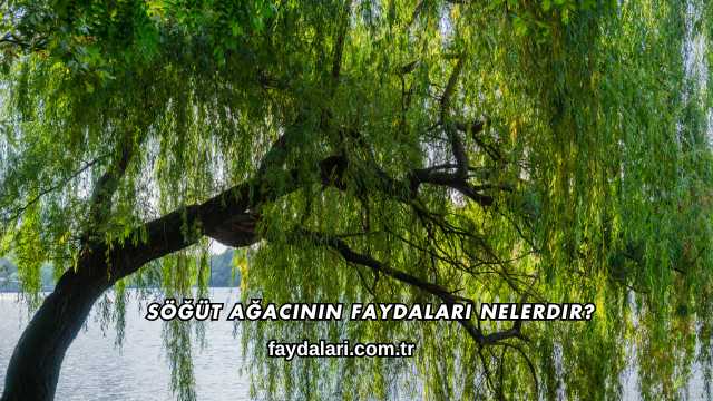 Söğüt Ağacının Faydaları Nelerdir?