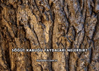 Söğüt Kabuğu Faydaları Nelerdir?