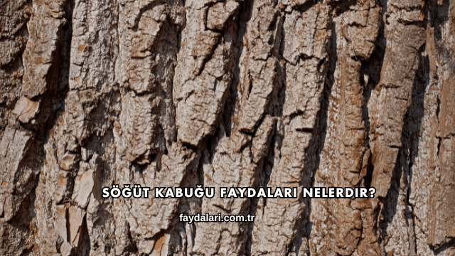 Söğüt Kabuğu Faydaları Nelerdir?