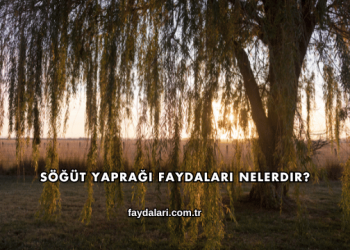Söğüt Yaprağı Faydaları Nelerdir?