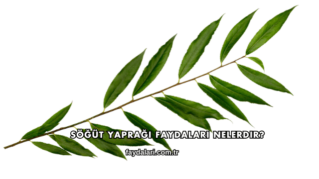 Söğüt Yaprağı Faydaları Nelerdir?