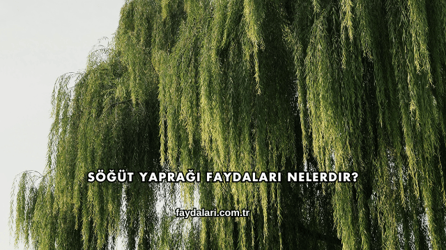 Söğüt Yaprağı Faydaları Nelerdir?
