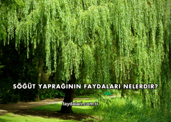 Söğüt Yaprağının Faydaları Nelerdir?