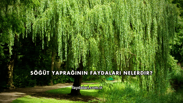 Söğüt Yaprağının Faydaları Nelerdir?
