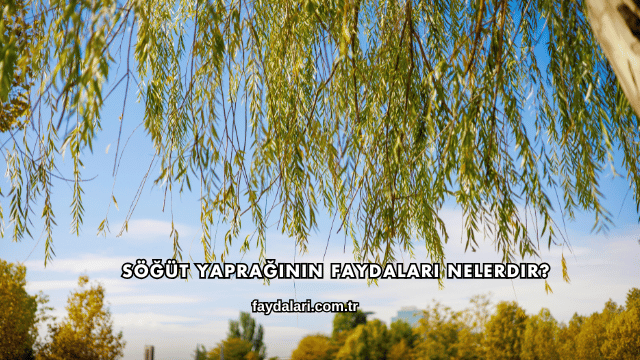 Söğüt Yaprağının Faydaları Nelerdir?