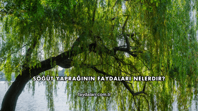 Söğüt Yaprağının Faydaları Nelerdir?